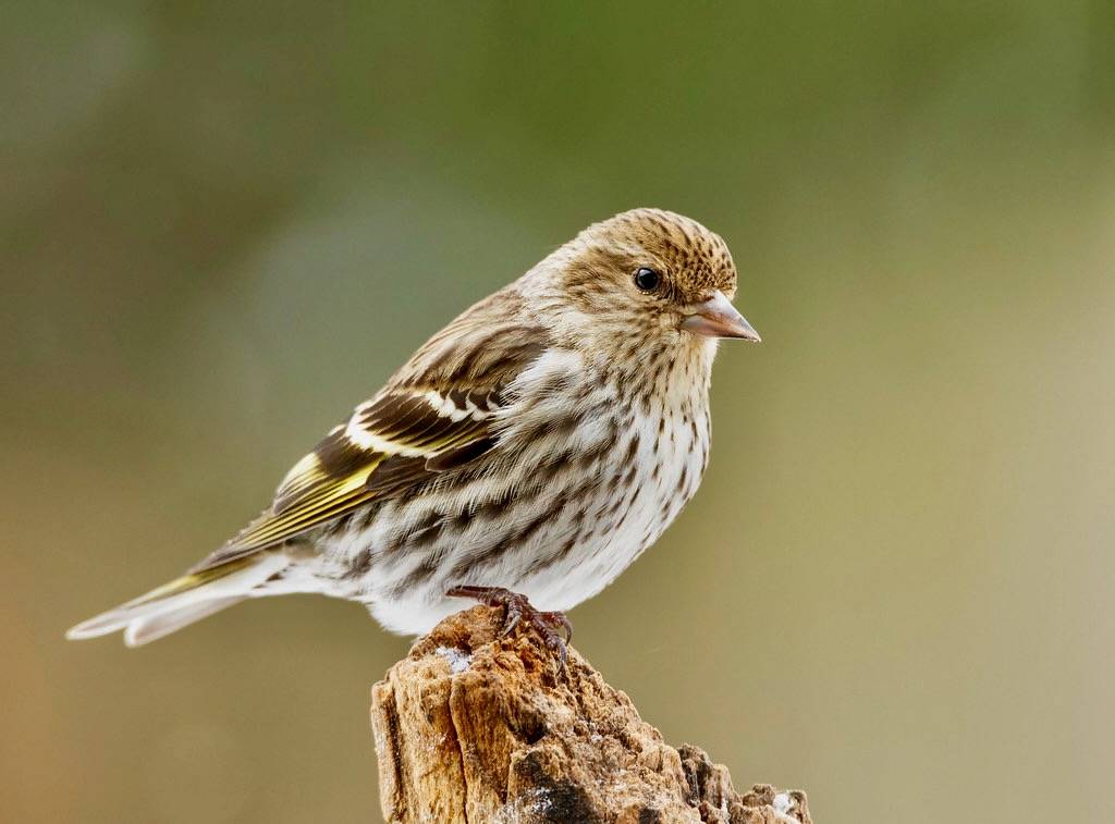 Pine Siskin by N. Lewis/ShenandoahNPS is marked with Public Domain Mark 1.0.